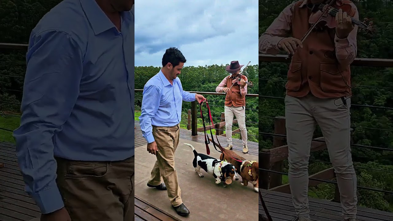 Doguinhos na Cerimônia #dogs #dogshorts #cerimoniadecasamento
