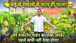 🍋 “मई में गमलों में फल ही फल! 😍 मेरे रूफटॉप गार्डन का ऐसा अपडेट पहले कभी नहीं देखा होगा!”