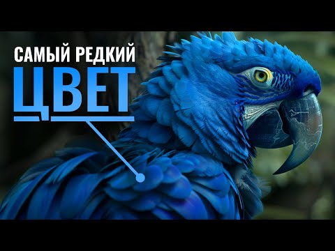 Видео: Почему Синий Цвет самый Редкий в животном мире? Биология синего цвета