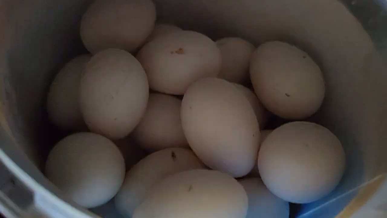 Birlikte hayvanları kontrol edelim☺ #horoz #tavuk #hayvanlar 