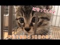 うちの子5日目の様子♪の巻【はちの成長記録#5】