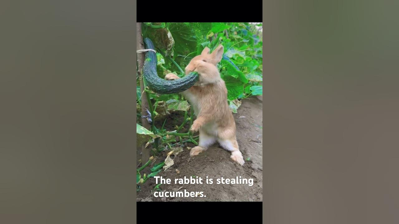 The rabbit is stealing cucumbers. YouTube