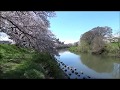 越谷元荒川 桜 wlmp