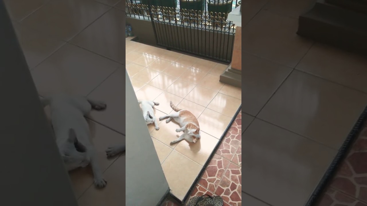 Part 2 Cute Catt Youtube