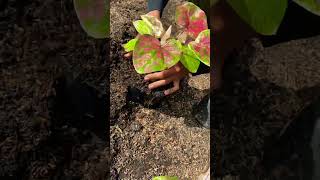 Penambahan Media Tanam Caladium