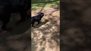 Sasha & Isis #rottweiler #dog #puppyshorts #doglife #puppyvideos #puppy