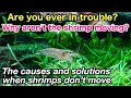 Causes and solutions when the shrimp don't work in your planted aquarium「ADA nature aquarium」
