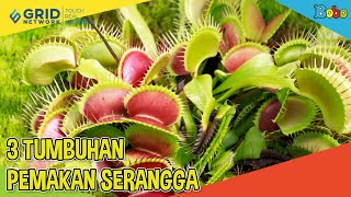 Fakta Menarik - 3 Tumbuhan Pemakan Serangga