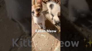 Meow Meow 😻 #kitten #cute #meow #to #attract #other #kittens