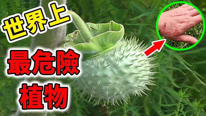 世界上最危險的10種植物！含有劇毒竟仍被許多人養在家中，第一名被它碰到就要完蛋！| 好奇指南針 #植物 #有毒植物 #top #top10 #世界之最 #四處觀察 #出類拔萃 - 天天要聞