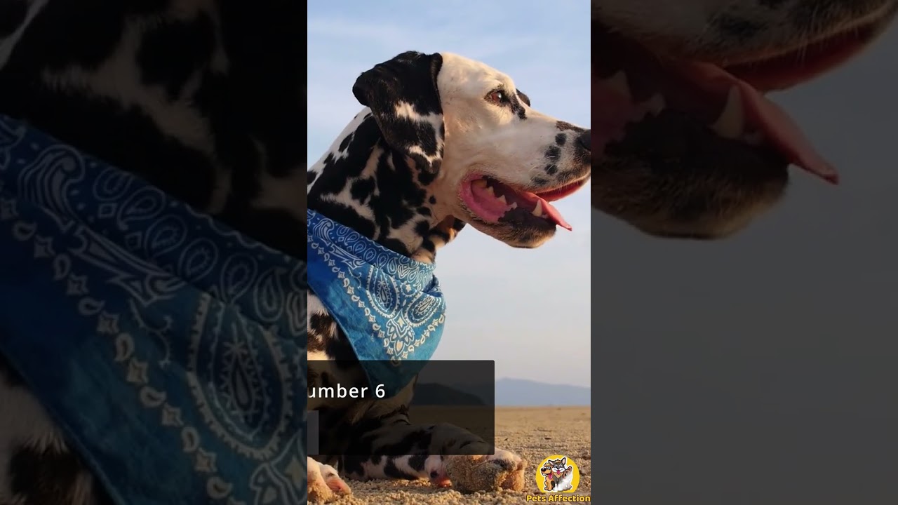 TOP 10 FASTEST BREEDS OF DOGS 