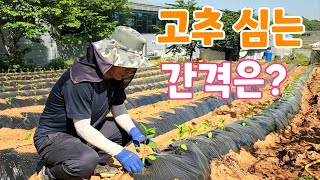 고추 심는 간격? 고추 심고 꼭해야 할 것들?