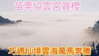 苗栗縣獅潭鄉協雲宮賞櫻～巧遇仙境雲海萬馬奔騰～