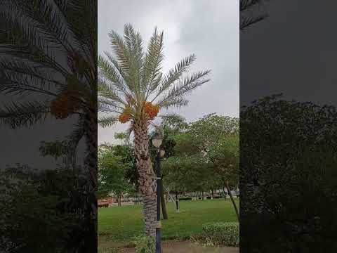 كله قلي اشمعنا هوا اكسبلور ترند تصويري الطائف لايك جديد    مطر تيك توك