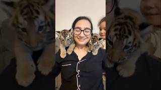 Evde Evcil Aslan Besliyorum Şfetbeniöneçıkar