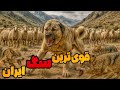 سگ ایرانی اصیل رو بشناس 