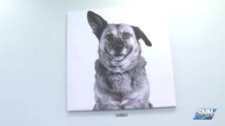 SNN: Canine influenza: Why people aren’t the only ones who need the flu shot