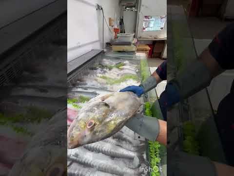 معرفی ماهی جش