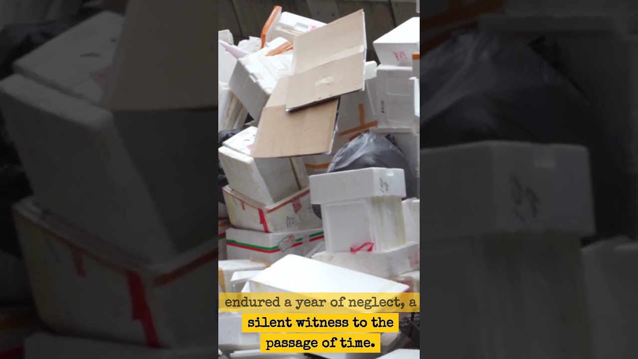 The Christmas Diamond | A Forgotten Tree and a Shimmering Discovery