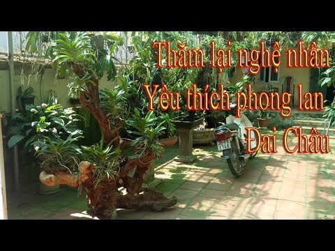 Thăm lại nghệ nhân yêu thích phong lan đai châu | Foci