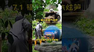 7.1谢奶爸加餐，福大王霸气炫笋＃大熊猫＃大熊猫福宝＃pabda＃푸쥬쥬＃푸공주＃푸바오＃대왕판다 푸바오＃大熊貓＃大熊貓福寶＃福寶