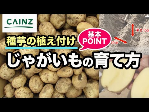 ジャガイモの育て方｜春・秋の種じゃがいもの植え付け方法｜タネ芋【カインズHOWTO】