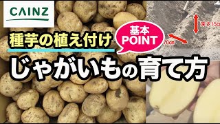 ジャガイモの育て方 春 秋の種じゃがいもの植え付け方法 タネ芋 カインズhowto Youtube