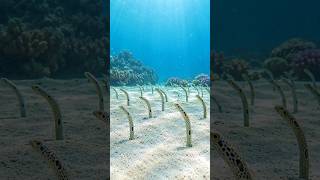 Di dasar laut berpasir, makhluk ini tampak seperti tanaman yang menari mengikuti arus - Garden Eel