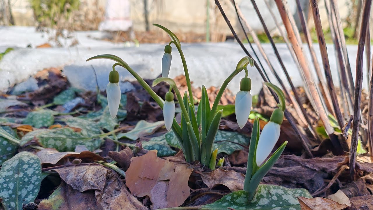 Перші квіти 2026 на дачі 7 березня🌷🌷🌷