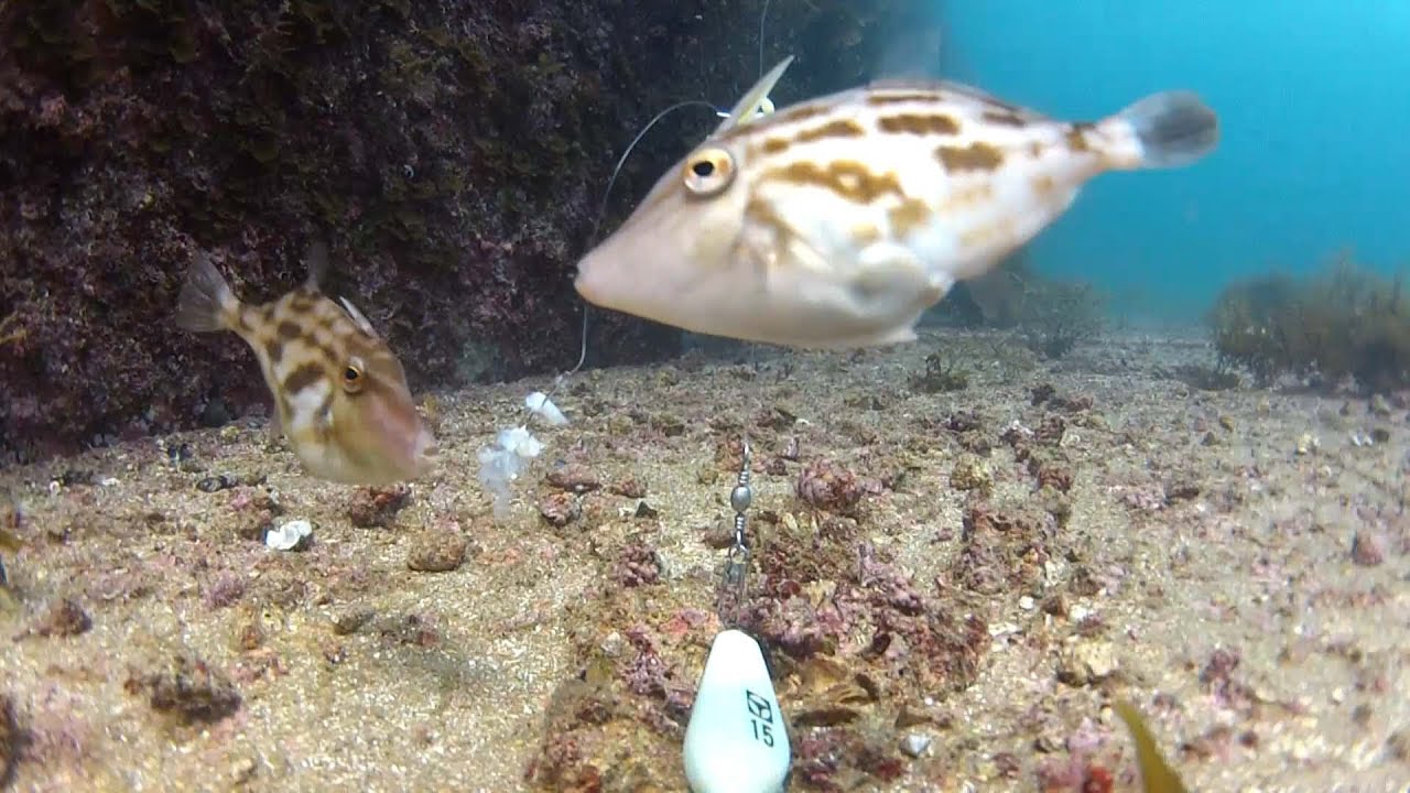 釣り餌のアサリを突っつくウマヅラハギ 水中映像 Youtube