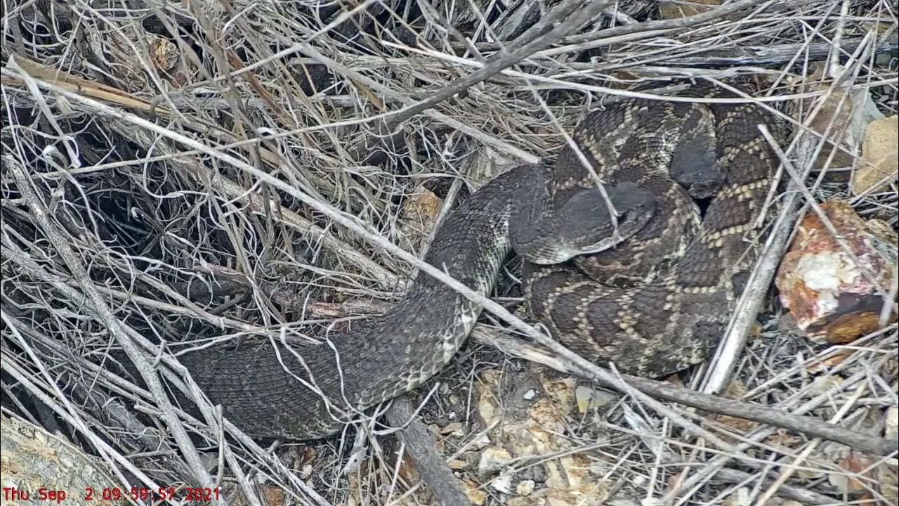 Male rattlesnakes harassing pregnant females YouTube
