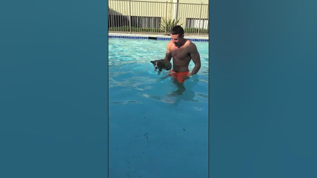 Corgi puppy NOSE DIVE FLOP first time in pool - YouTube