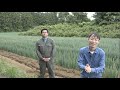 【旬の美味しさにこだわる旬すぐ（国産  100%）】千葉県横芝光町鈴木敏弘さんの赤土の肥沃な土地で栽培された柔らかい食感と甘味が強い根深ネギ