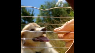 Jamming From Inside a Guitar w/ Maple The Pup