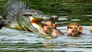 Crocodile Hunting Monkey When Monkey Cross The River