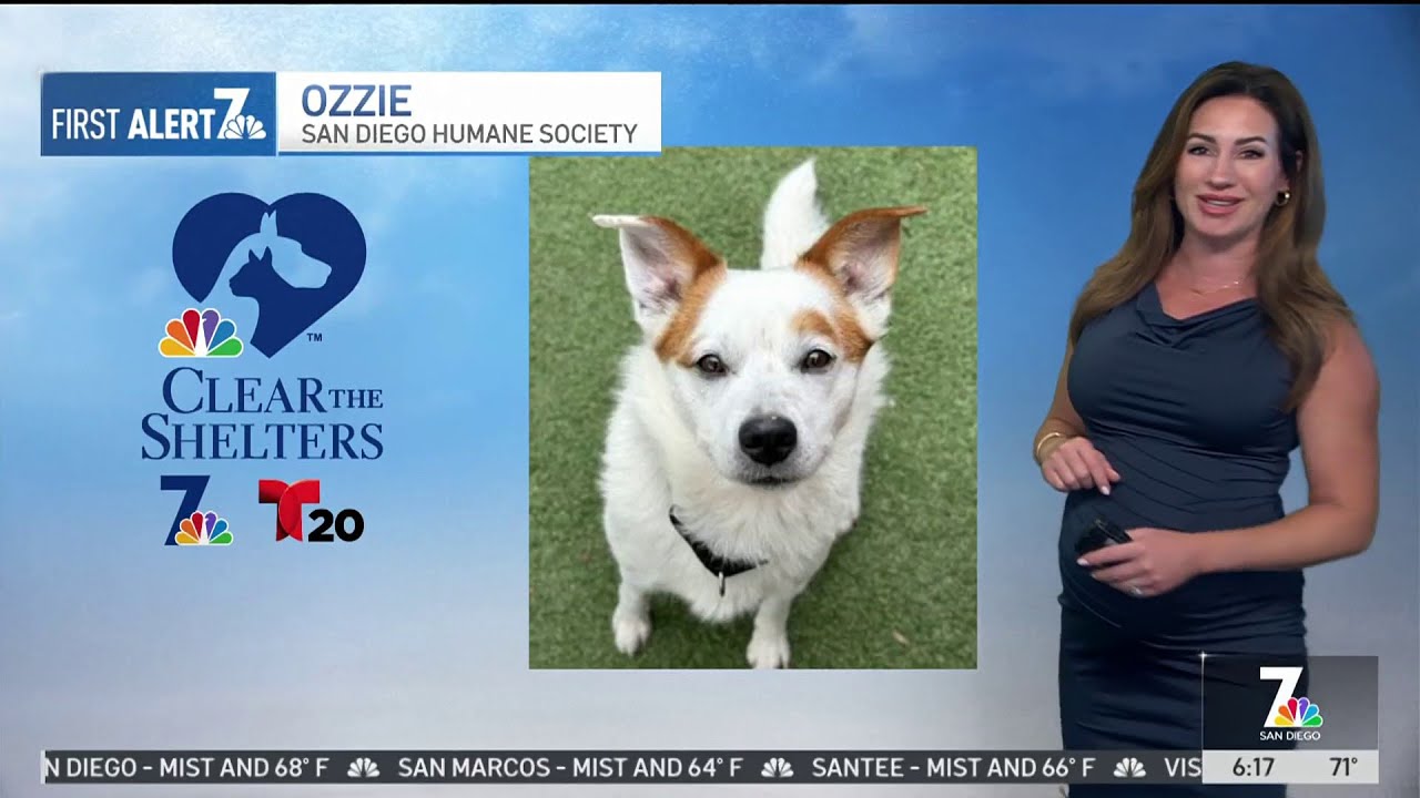 Clear the Shelters pet of the day, Wed. August 14th: Meet Ozzie | NBC 7 ...