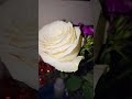 White Rose Slow Motion Close Up