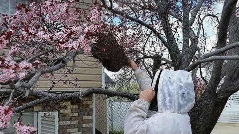 Nuc to 10 frame deep hive body