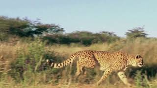 Our World in Motion | Nature, Wildlife & Human Progress.