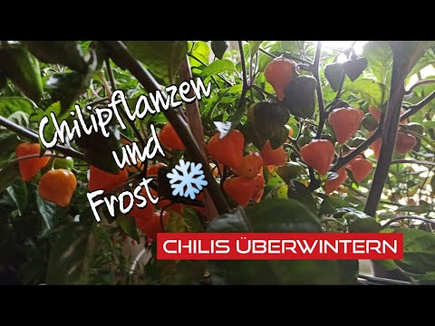 Chilis überwintern: So schützt du Pflanzen vor Frost