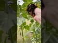 Purple Sunflower Seeds #offgrid #garden #fruit #nuts #shtf #flower #organic #forage #exotic