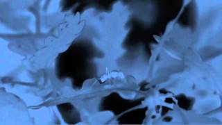 Boards of Canada - Bocuma [HD]