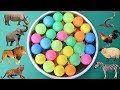 Let's Learn Names of Animals | Toys Animals for Kids | Some balls for kids -Anak Baik-