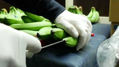 Quality Control - Supply Chain - AgroFair