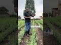 How To Grow Alfalfa For Goats And Cows Farmingasabusiness Livestockfarming Goatfarmer Goatfarm