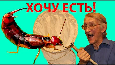 Чем Питается Уховертка Forficula auricularia? Как и Чем Голодная Уховертка Ужинает?