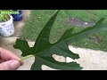 ⟹ Tree identification needed, IDENTIFIED! Mulberry tree, Morus rubra