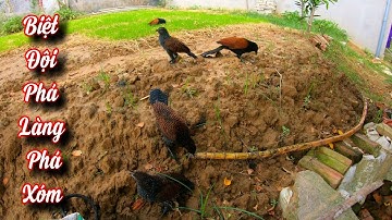 Biệt Đội Bìm Bịp Phá Làng Phá Xóm Là Đây / Quế Nghịch