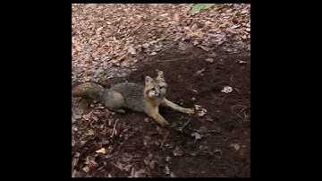 A Fine Gray Fox 🦊 #Fox Trapping #Duke Traps