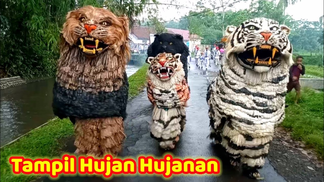 Can macanan singo Raung cilik di undang acara khitanan Wildan tampil hujan hujanan